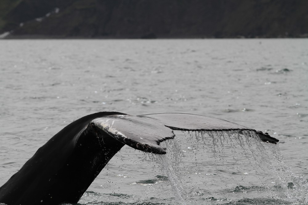 SA_Fluke near.JPG (2)