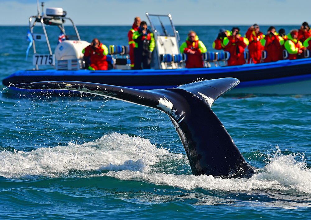 Big Whale Safari & Puffins - from Reykjavík, Iceland