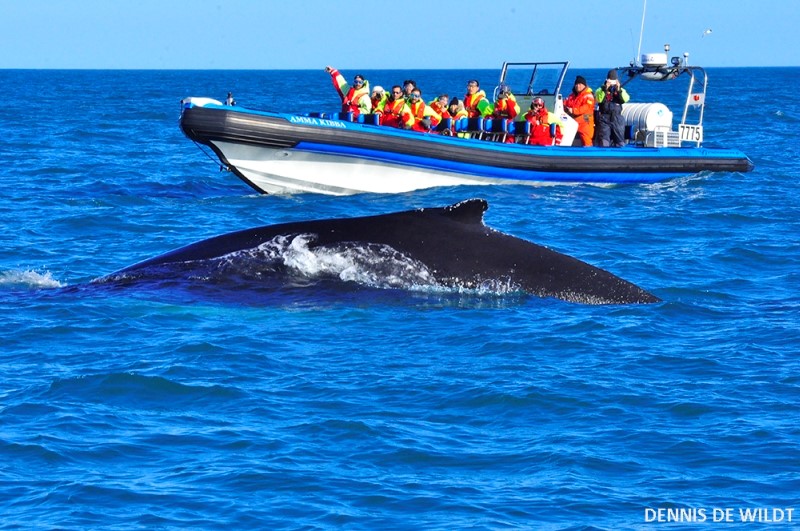 Humpback Whale and Amma Kibba