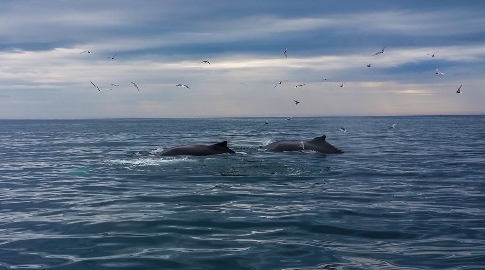 SA_2humpbacks October.jpg