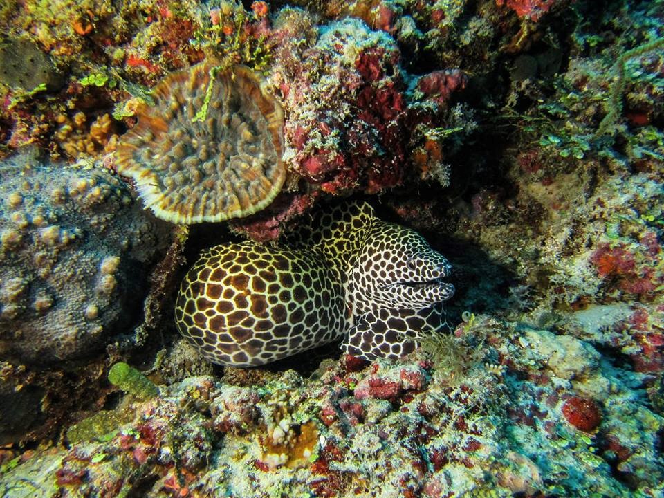 Sarah Maldives Diving Trip