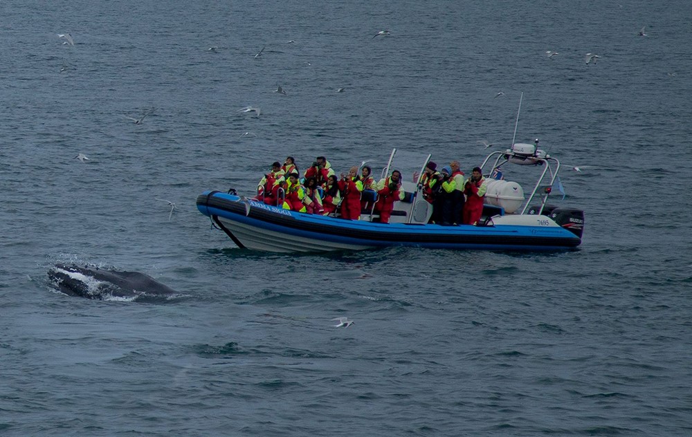 Feeding humpback whale, Húsavík, Iceland