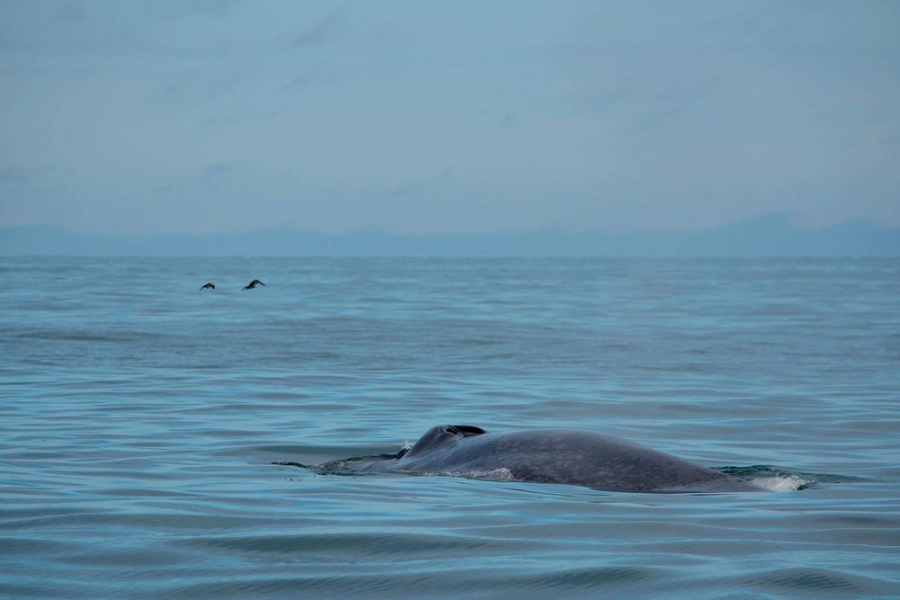Season start whale watching Húsavík
