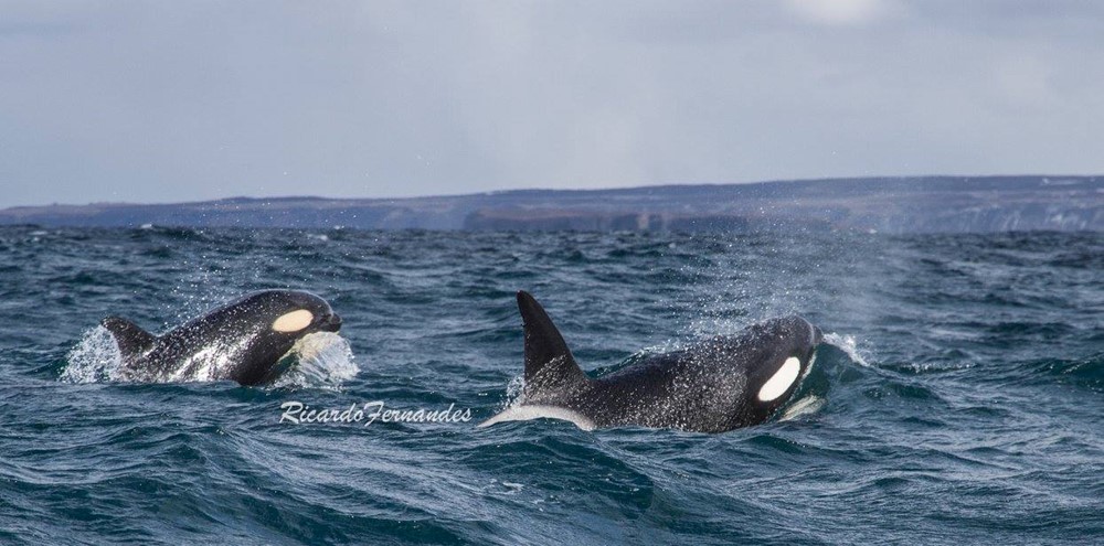 RF_orcas & baby.jpg