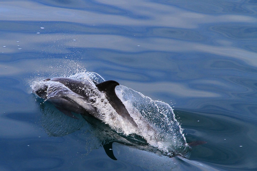 SA_Dolphin close.JPG