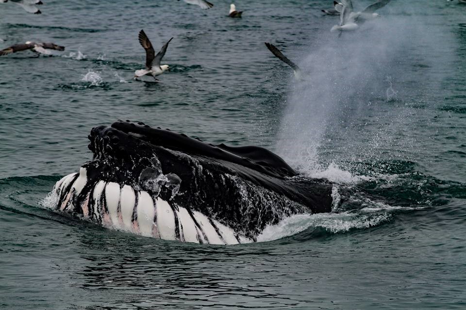 SA_feeding humpback.jpg