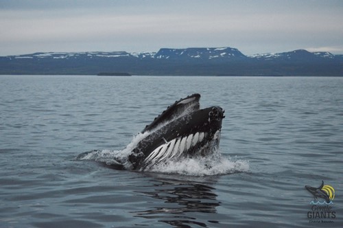 Whale Watching Húsavík, Iceland | Gentle Giants Whale Watching ...