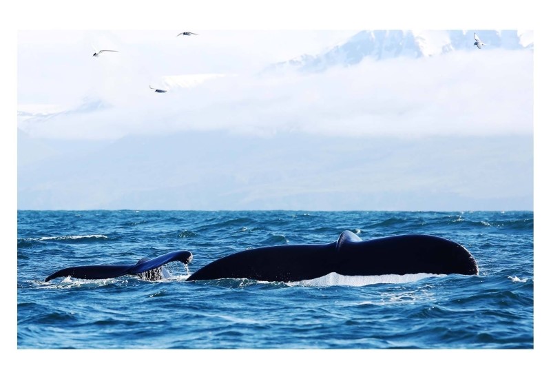 Roselien-babyhumpback.jpg (1)