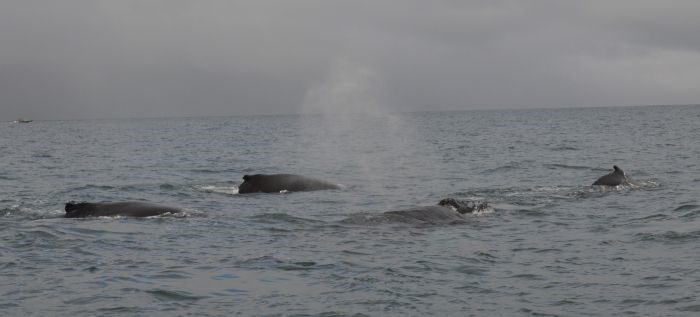 CB-quadhumpbacks.JPG
