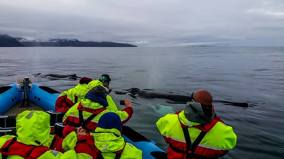 SA_Last GG2 2017_1.jpg