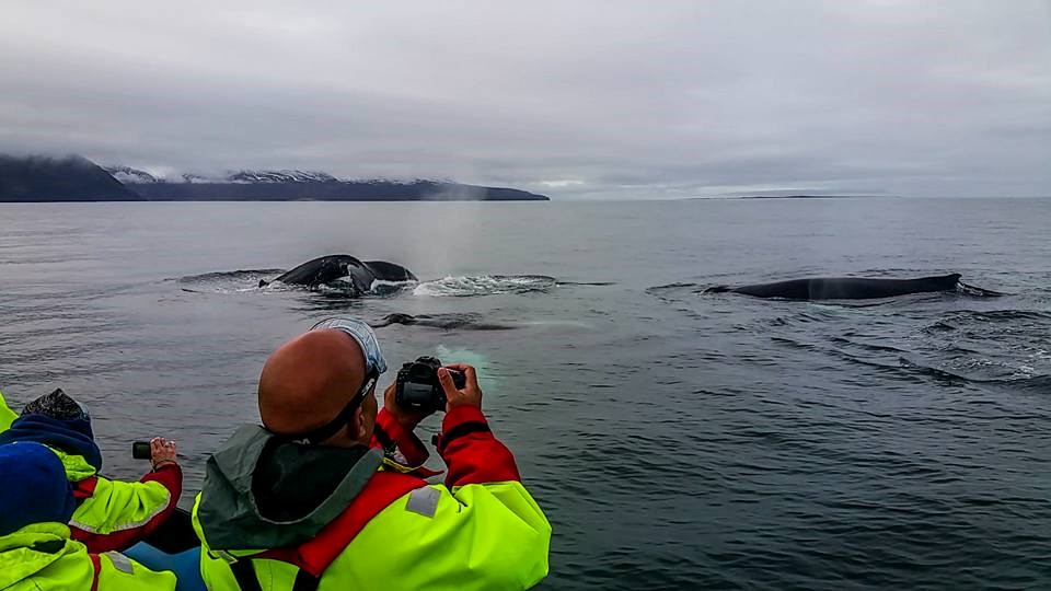 SA_Last GG2 2017_2.jpg