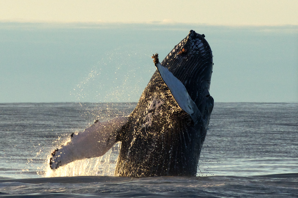 Humpback Whale breaching Gentle Giants Whale Watching Húsavík Iceland