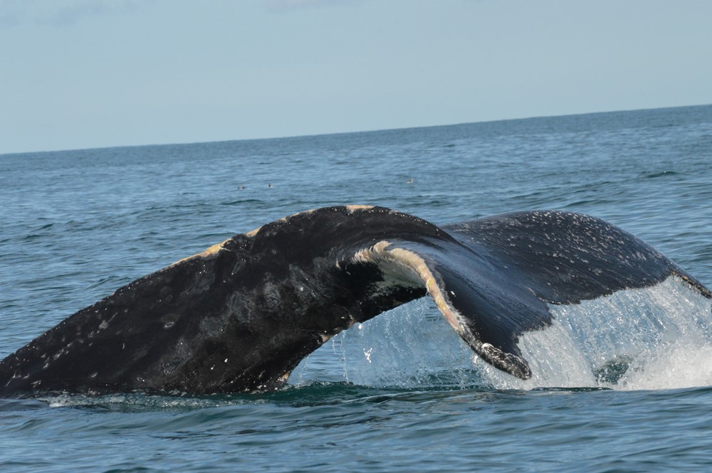 Scarred Humback Whale Gentle Giants Whale Watching photo by Charla Basran