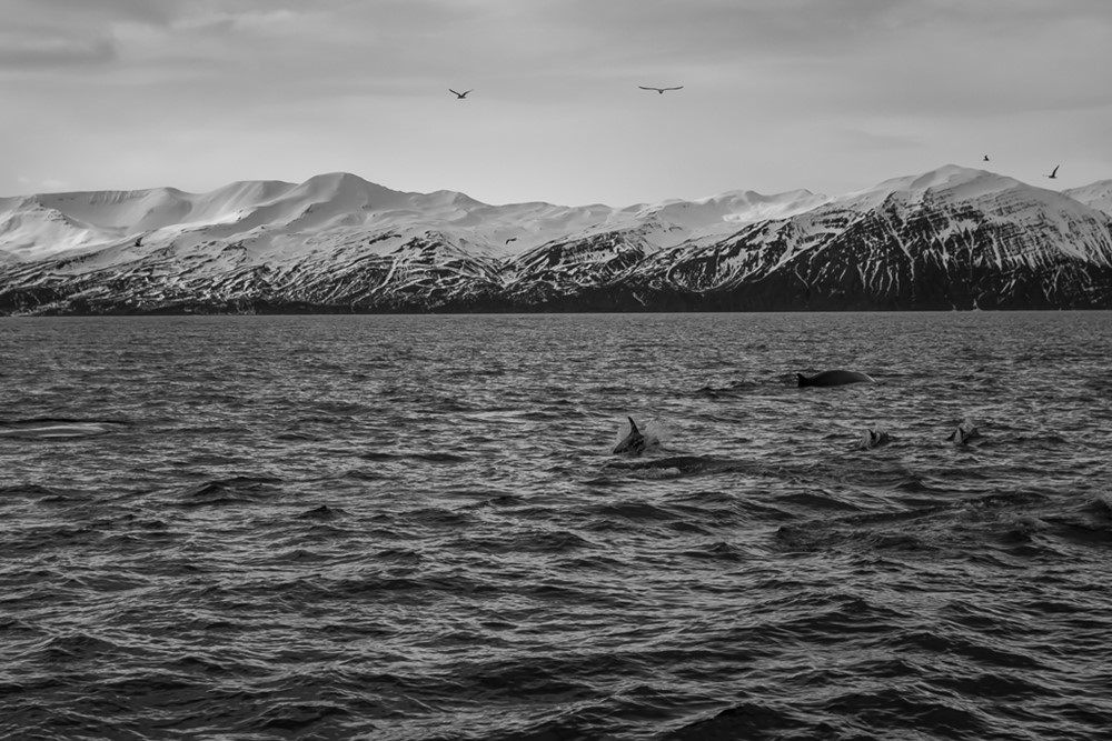 Dolphins, fin whale, Gentle Giants Whale Watching, Húsavík, Iceland