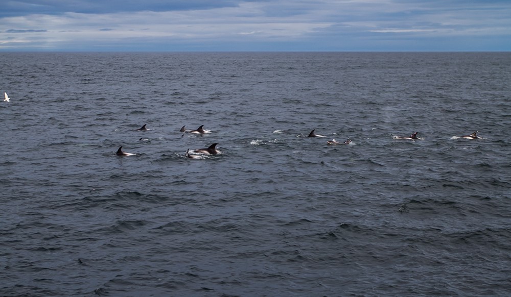White-beaked Dolphins, Gentle Giants Whale Watching, Húsavík, Iceland