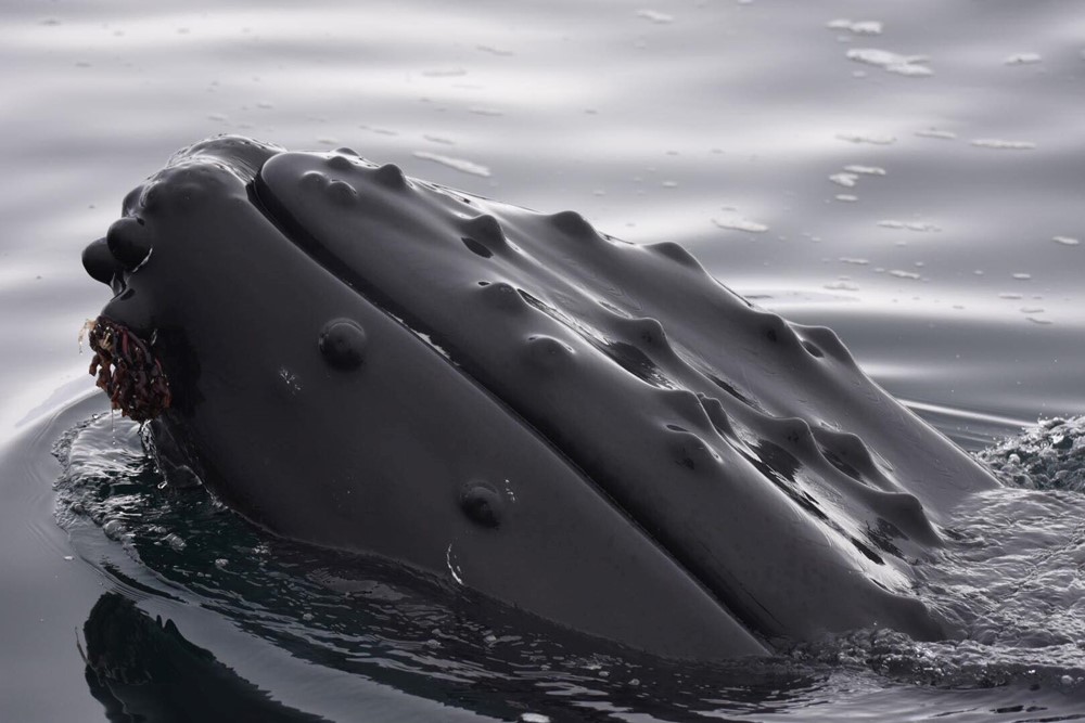 Humpback whale, Gentle Giants Whale Watching, Húsavík, Iceland, Flatbread