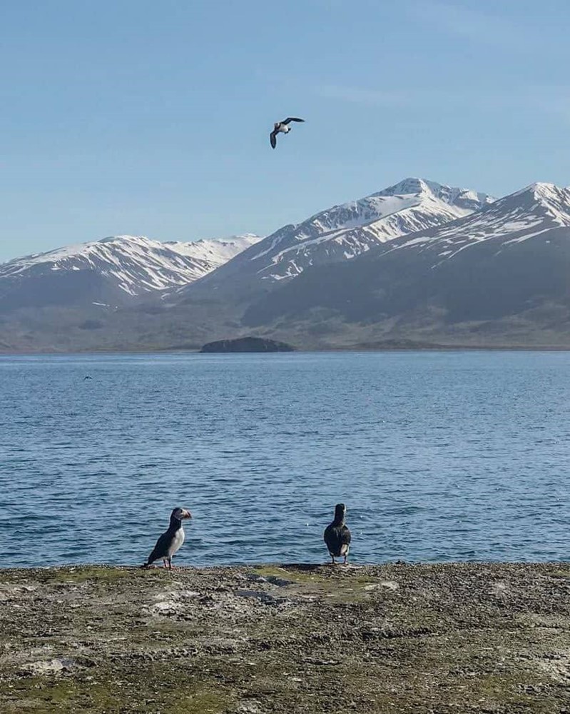 ANB_puffins Flatey.jpg