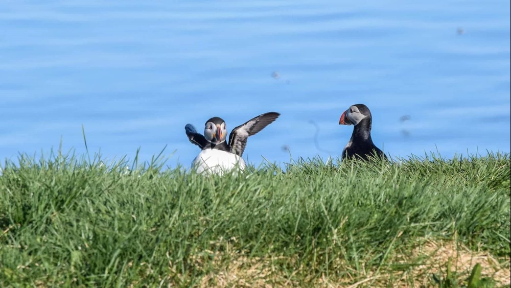 KD_puffins Flatey.jpg