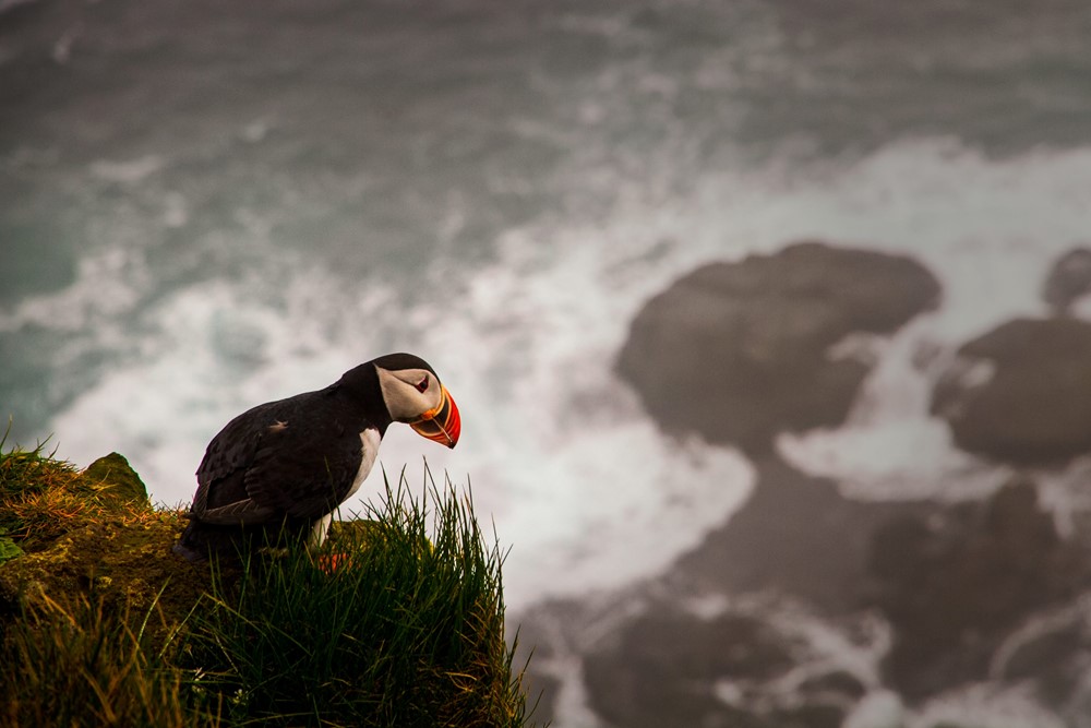 MC_puffin Látrabjarg.jpg