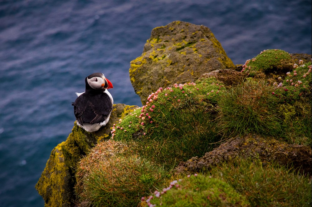 MC_puffin Látrabjarg1.jpg