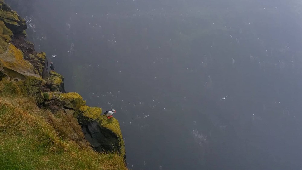 SA_puffins Látrabjarg.jpg