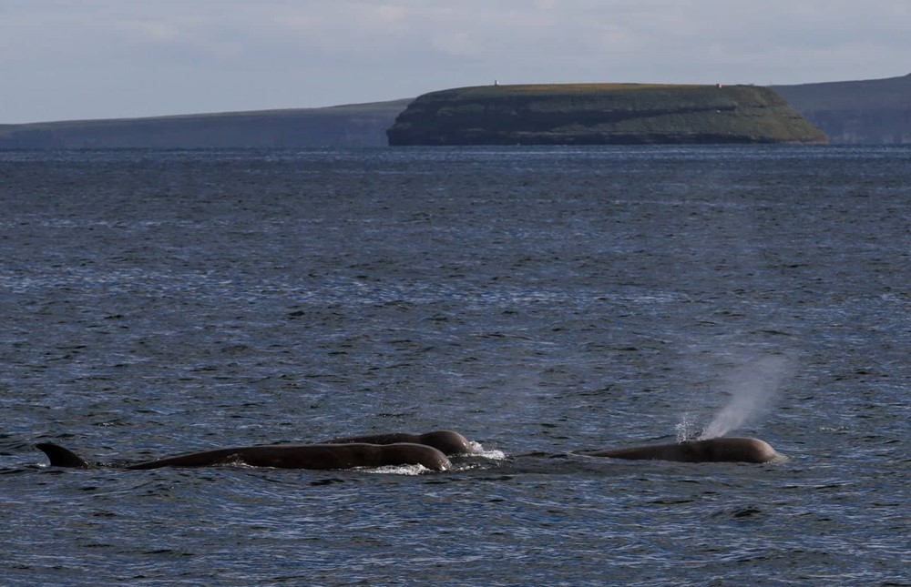 SA_Ocean of Whales 3.jpg