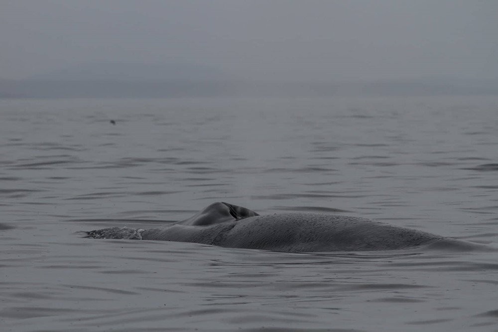 SA_Ocean of Whales 5.jpg