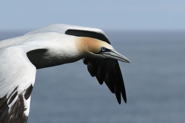 clem-gannet.jpg