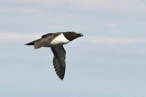 clem-razorbill.jpg