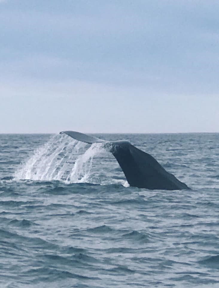sperm whale.jpg