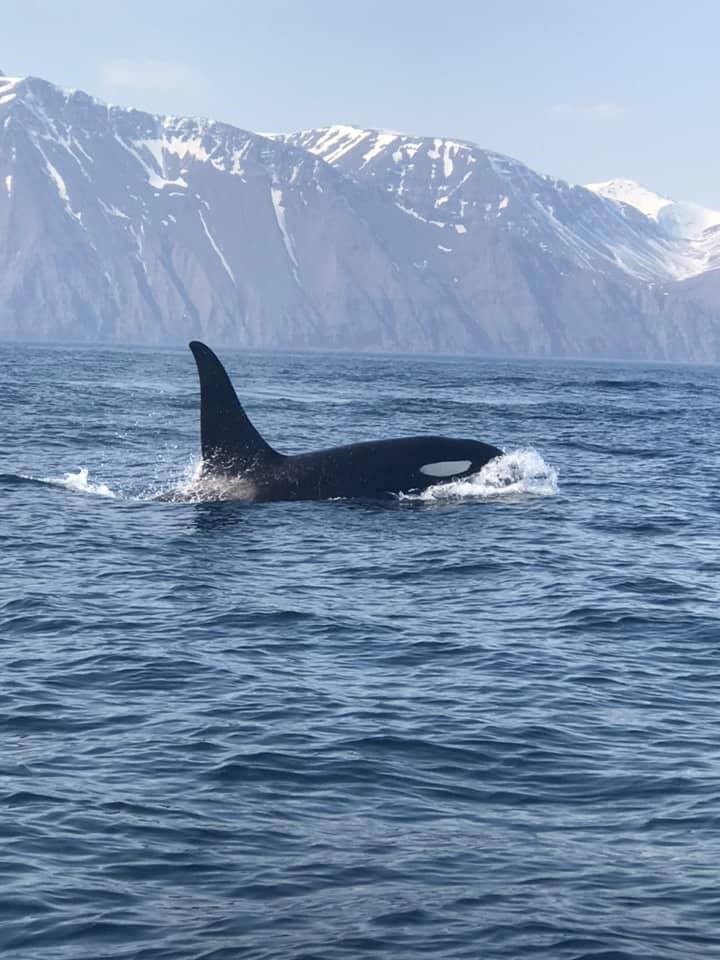 orca.jpg