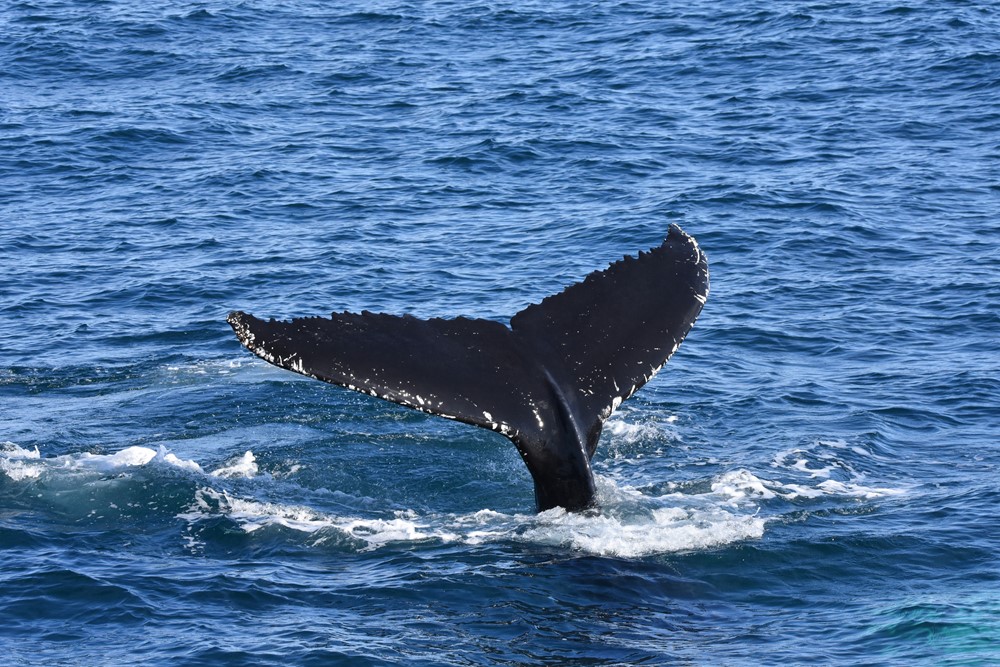 humpbackwhale fluke