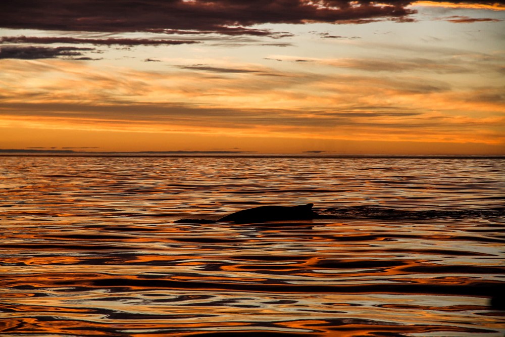 SA_yellow-red sea 3.jpg