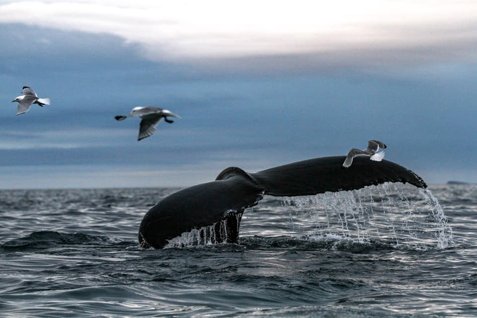 SA_rainbow whale2.jpg