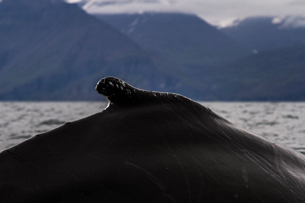 SA_humpback back.jpg