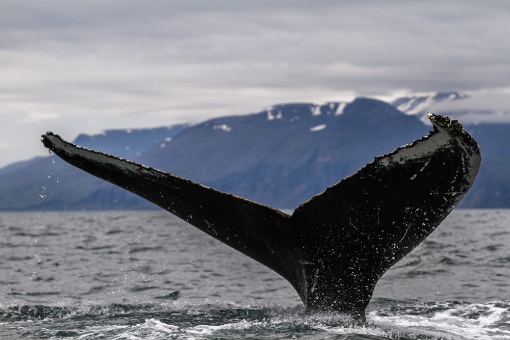 SA_humpback fluke low 2.jpg