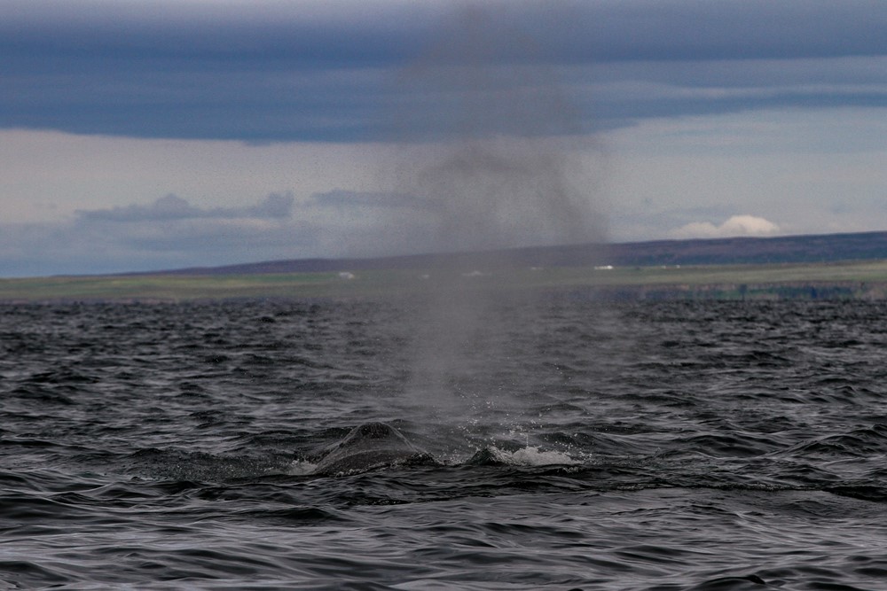 SA_humpback swimming away.jpg