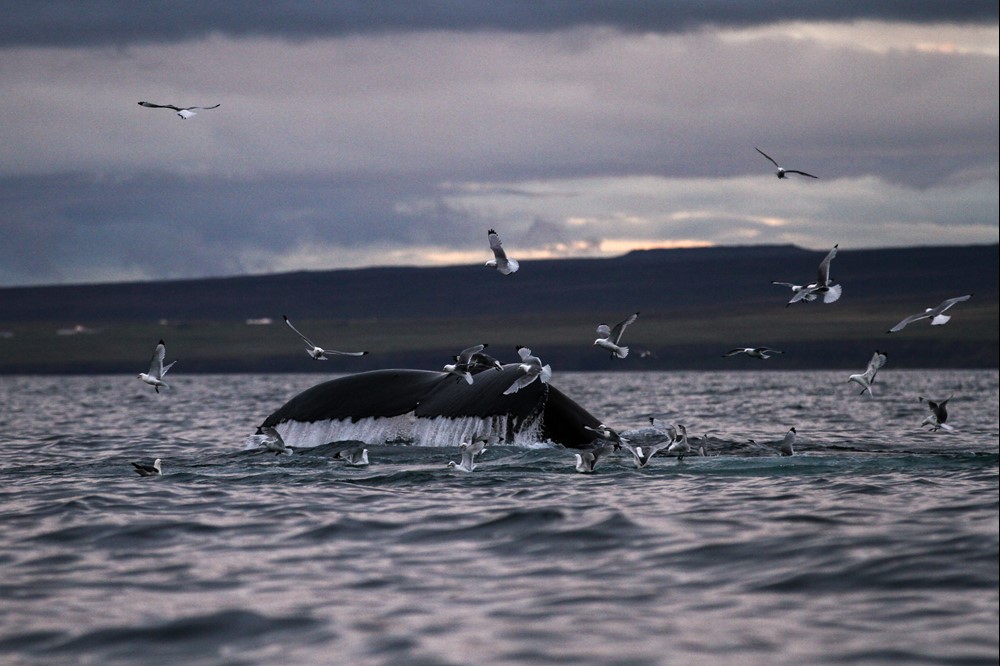 SA_diving whale among birds.jpg