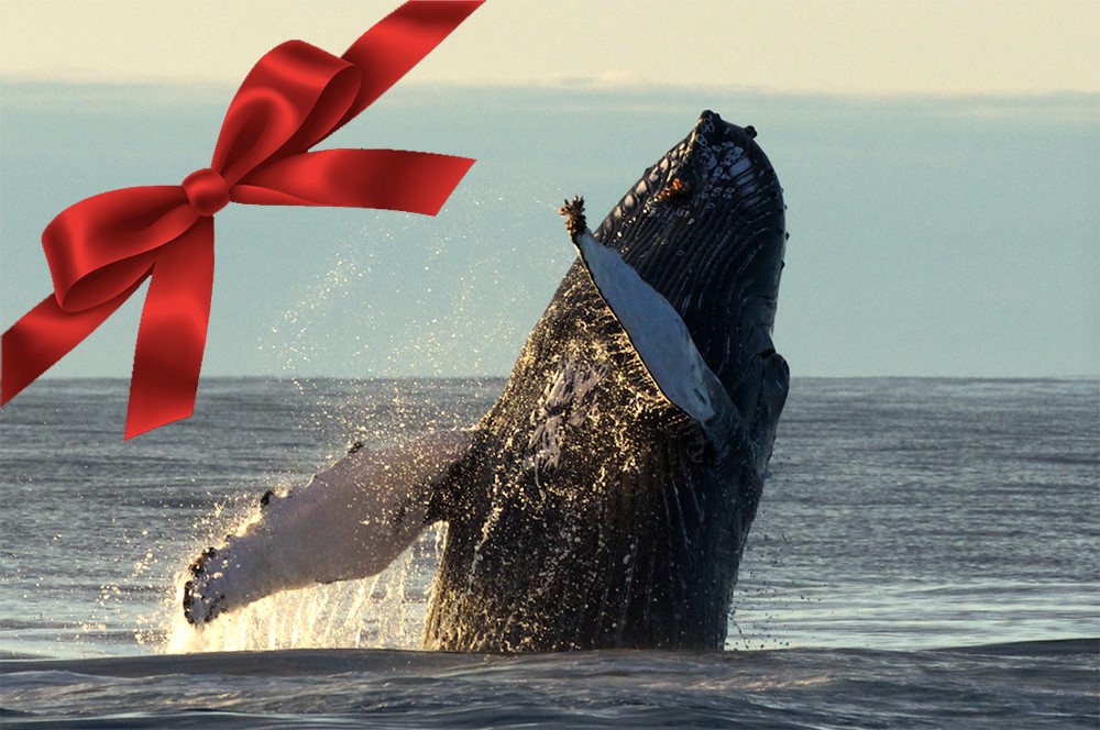 Gift card whale watching Iceland Húsavík