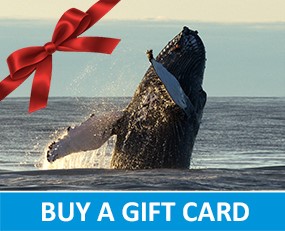 Give a gift card for a whale watching tour from Húsavík Iceland
