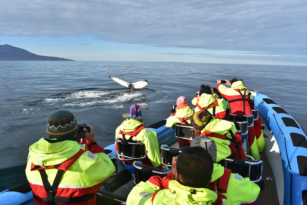 Humpback whale taking a deep dive next to Gentle Giants RIB speedboat, Húsavík Iceland