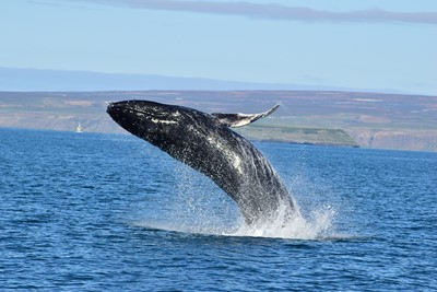 Breaching humpback whale Húsavík Iceland whale watching
