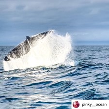 Guest_photo_humpback_pinky_ocean (1).jpg