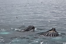 11 humpback_ whales_feeding_2021.jpg