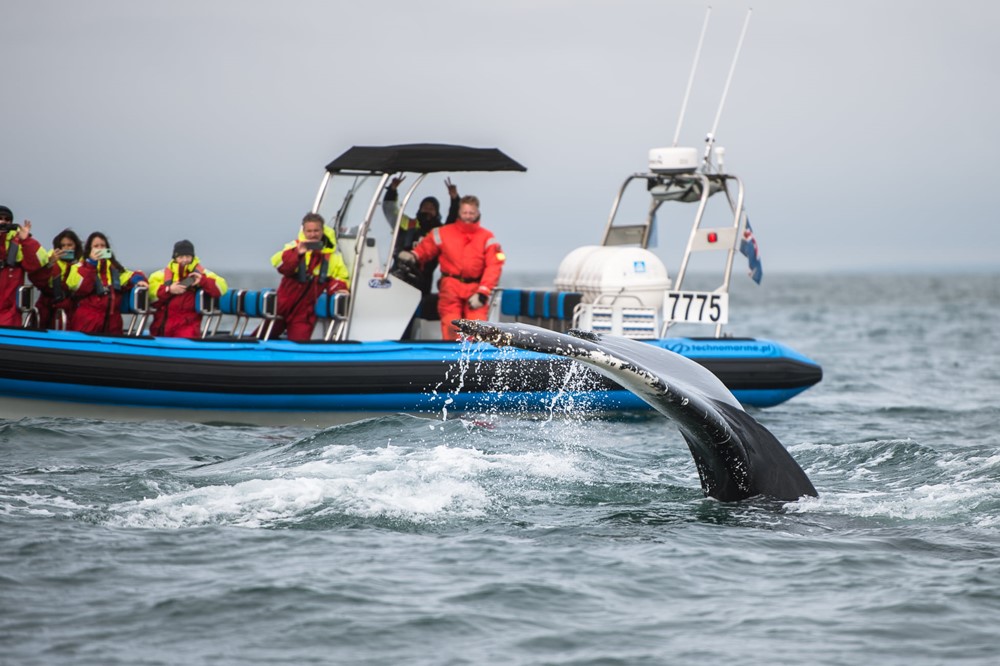 Successful July Húsavík Whale Watching Gentle Giants Iceland