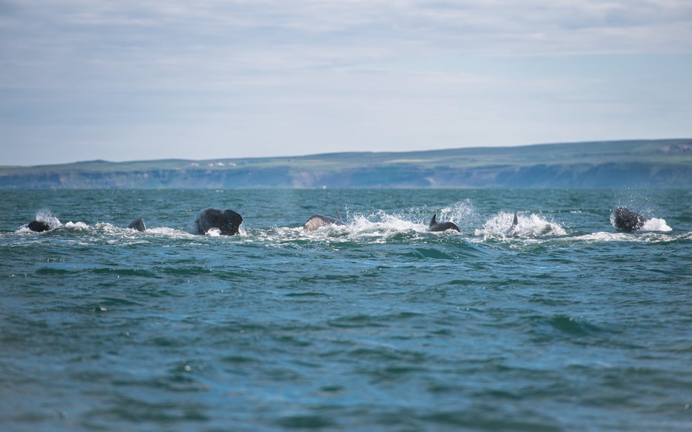 Successful July Húsavík Whale Watching Gentle Giants Iceland