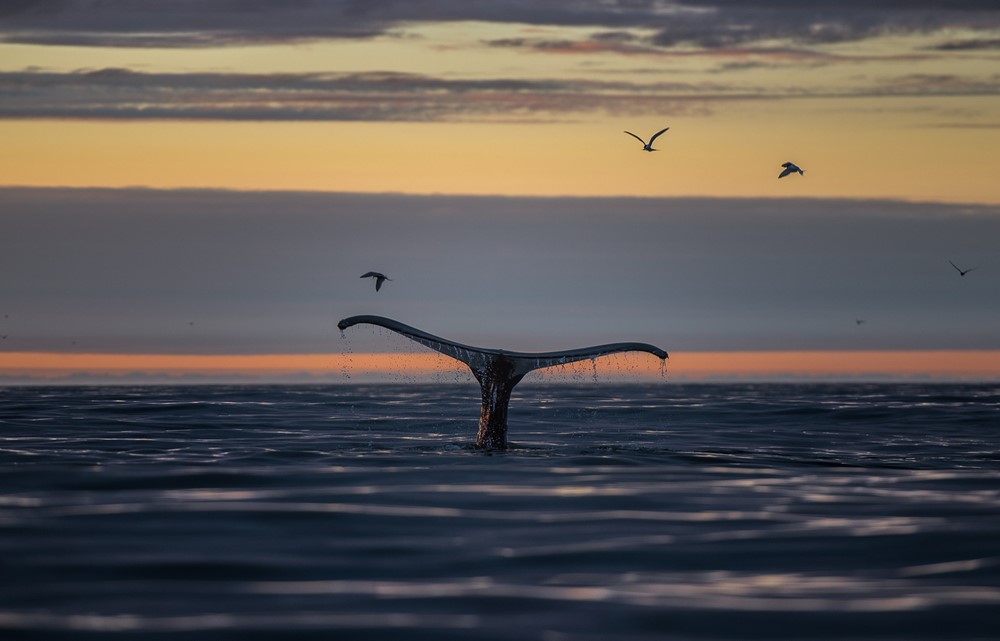 Sunset in Skjálfandi Bay Húsavík Iceland Gentle Giants Whale Watching