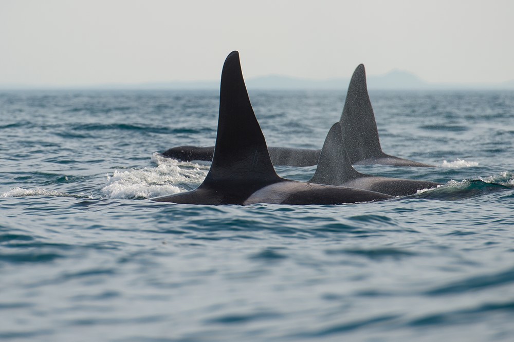 impressive orca fins