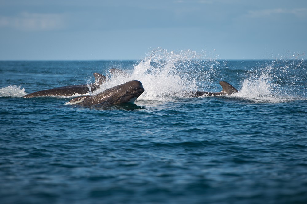 long finned pilot whales