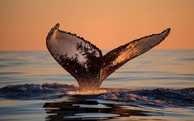 whale fluke during sunset